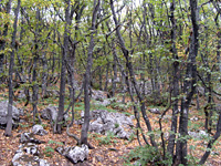 Роща, растущая на камне
