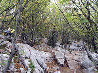 Роща